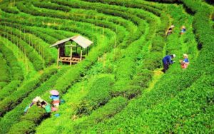 A Village in Chiang Mai