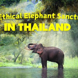 Best Ethical Elephant Sanctuaries in Thailand for Responsible Travelers