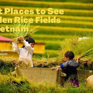 7 Places to See Golden Rice Fields in Vietnam (2026 Guide)