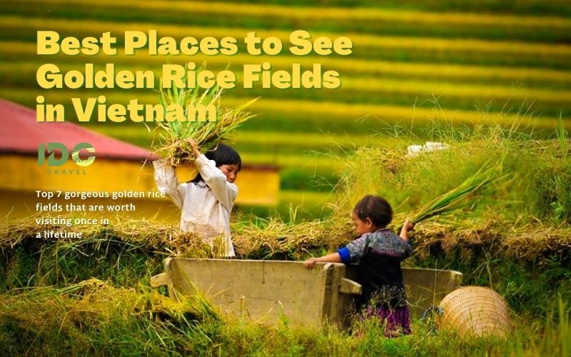 Top 7 Places to See Golden Rice Fields in Vietnam