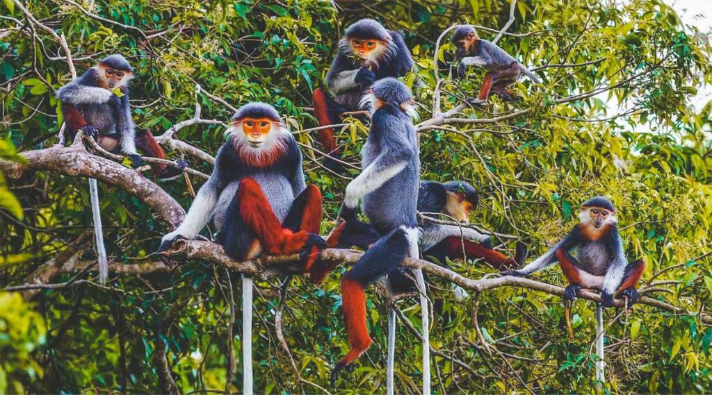 Endangered animals in Cuc Phuong National Park