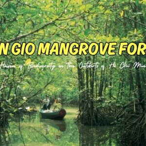 Explore Can Gio Mangrove Forest: A Guide for Nature Lovers