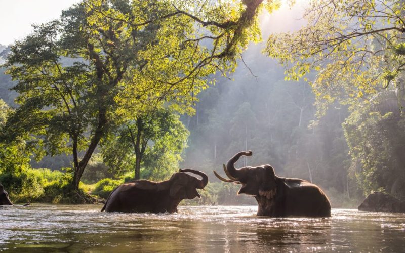 Discover the North and Beaches of Thailand in 21 Days