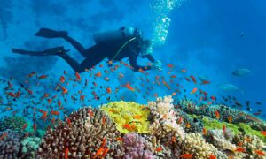 Diving in Nha Trang