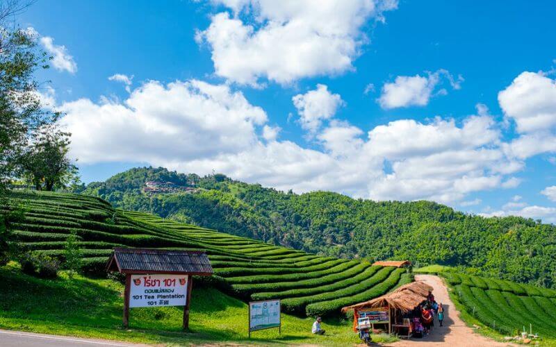 Doi Mae Salong - Chiang Rai