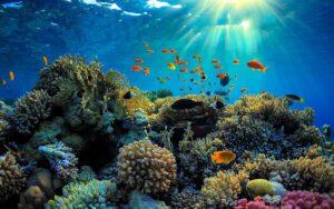 Diving in Danang