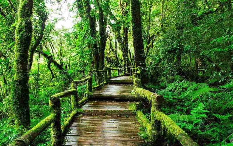 Doi Inthanon National Park