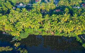 Fruit orchard in Ben Tre