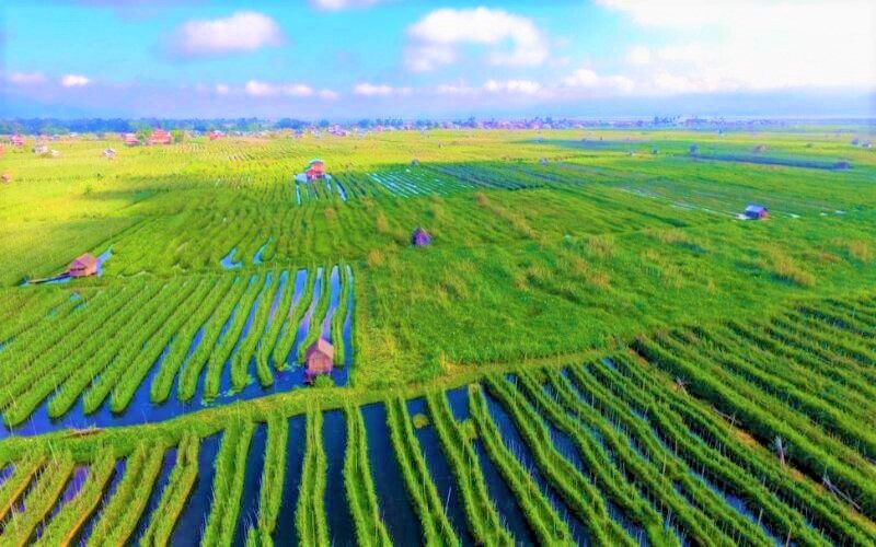 Floating gardens in Inle Lake