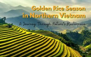 Golden Rice Season in Northern Vietnam: A Complete Travel Guide