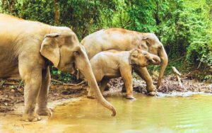 Happy Elephant Home Sanctuary, Chiang Mai