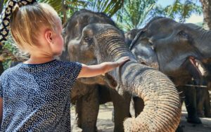 Mae Sa Elephant Sanctuary