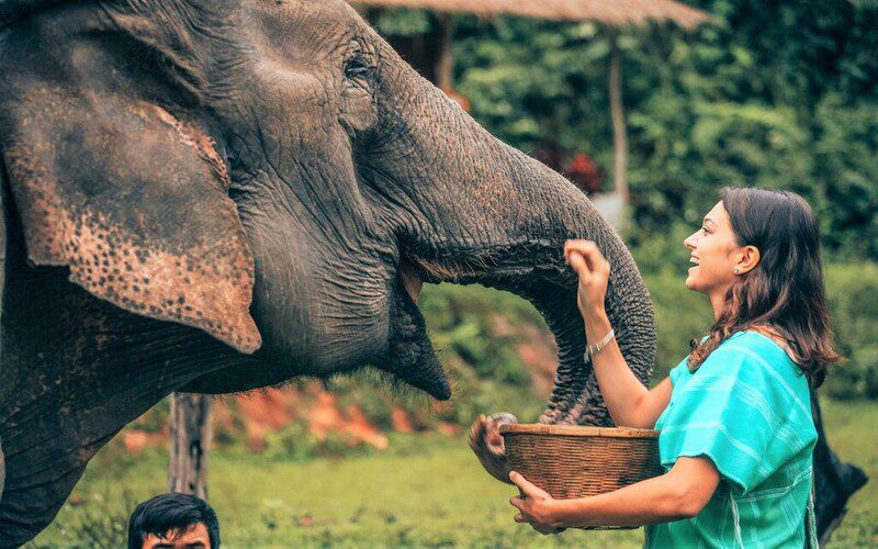 A woman in blue color shirt plays with her "huge friend" at Chiang Elephant Camp