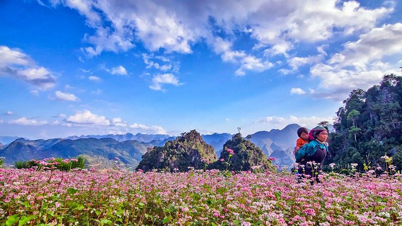Tam giac mach flower in Ha Giang