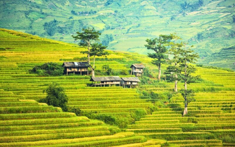 Terraced rice fields in Sapa, Vietnam
