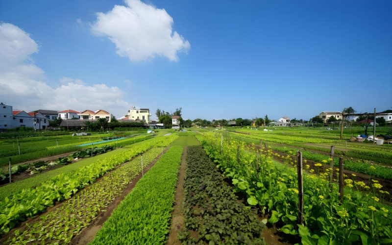 Tra Que Vegetable Village
