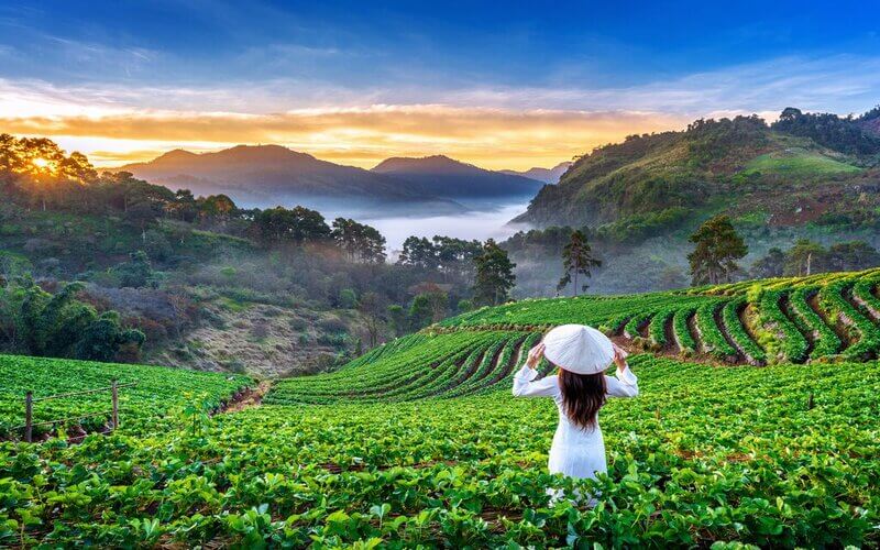 Tea Plantation, Chiang Mai