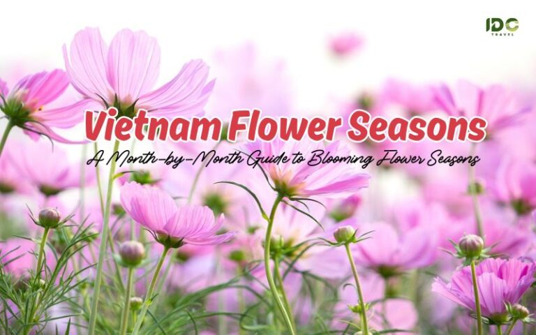 Beautiful Vietnam Flower Seasons: 12 Months, Blooming Places and Local Tips